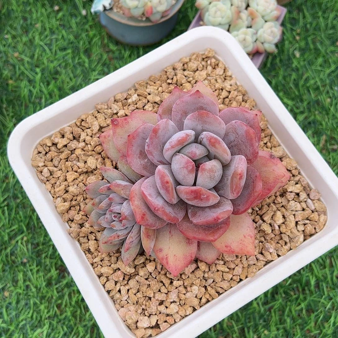 兮*耶vbbbbbbbbbnjjjnnmnjjnnjj