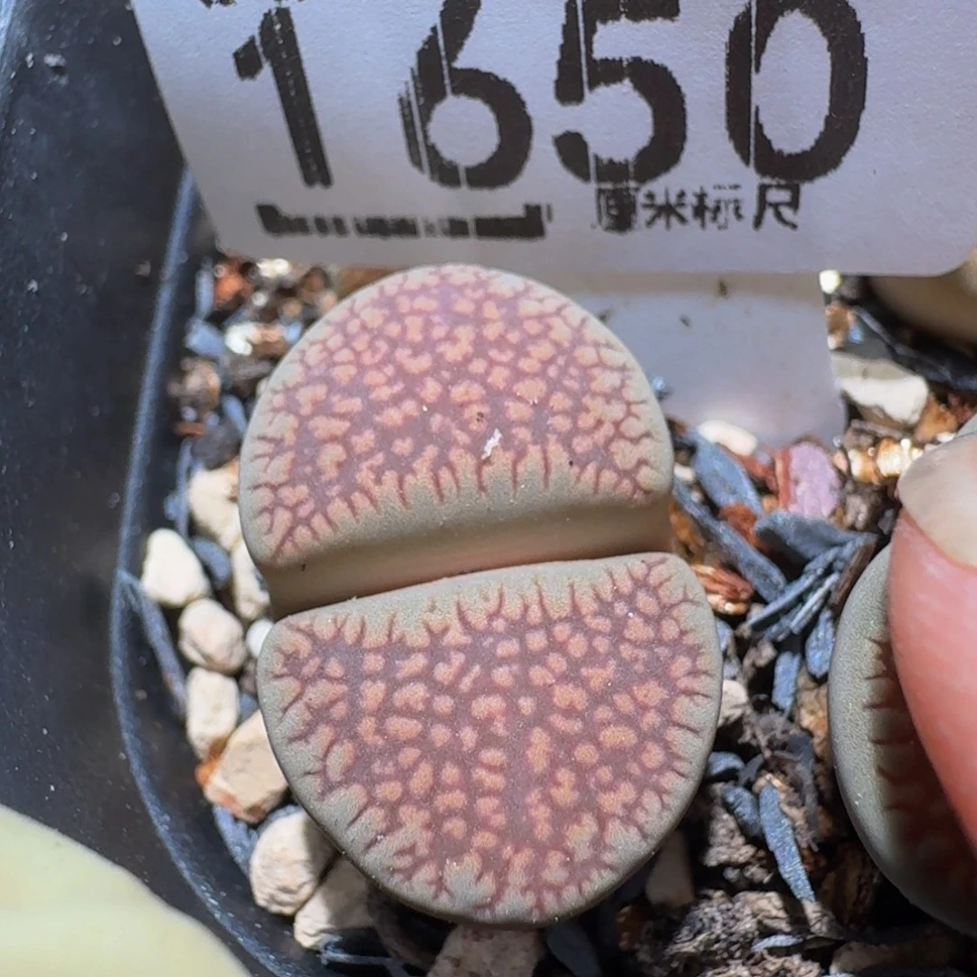 Zzzzz生石花肉锥1650