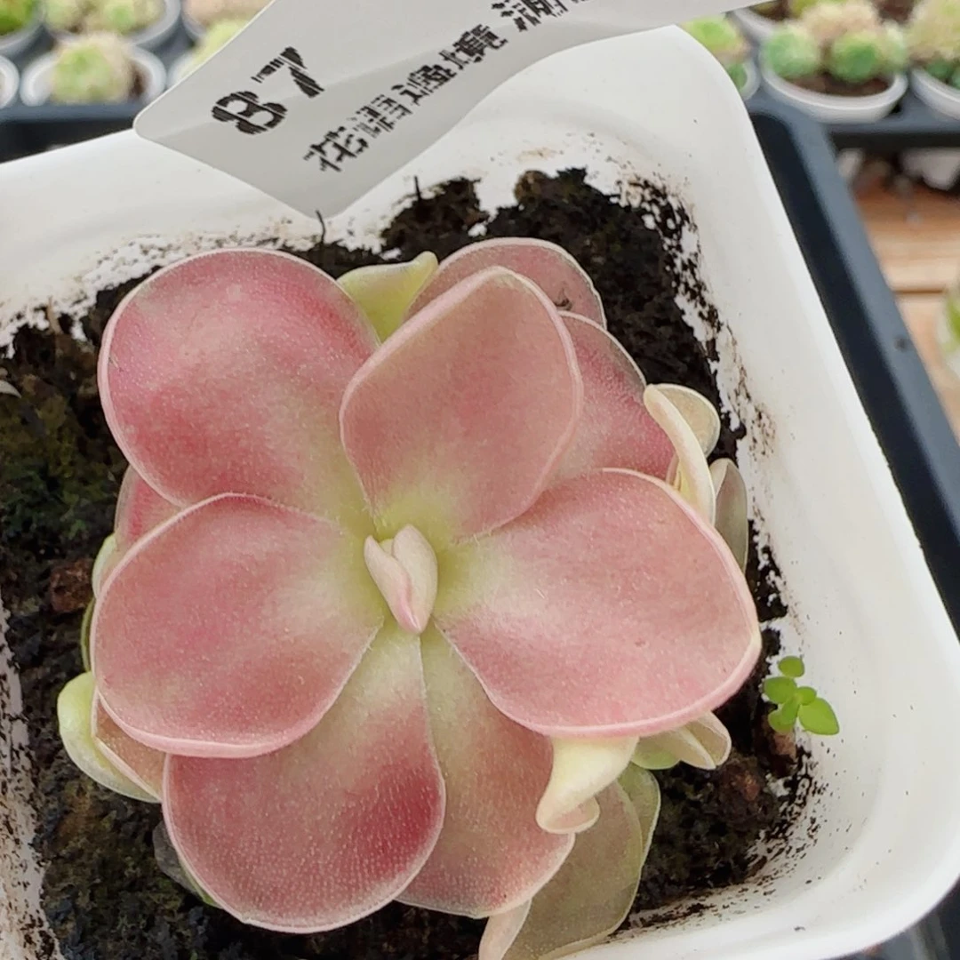 花语逸镜0615-87赛题
