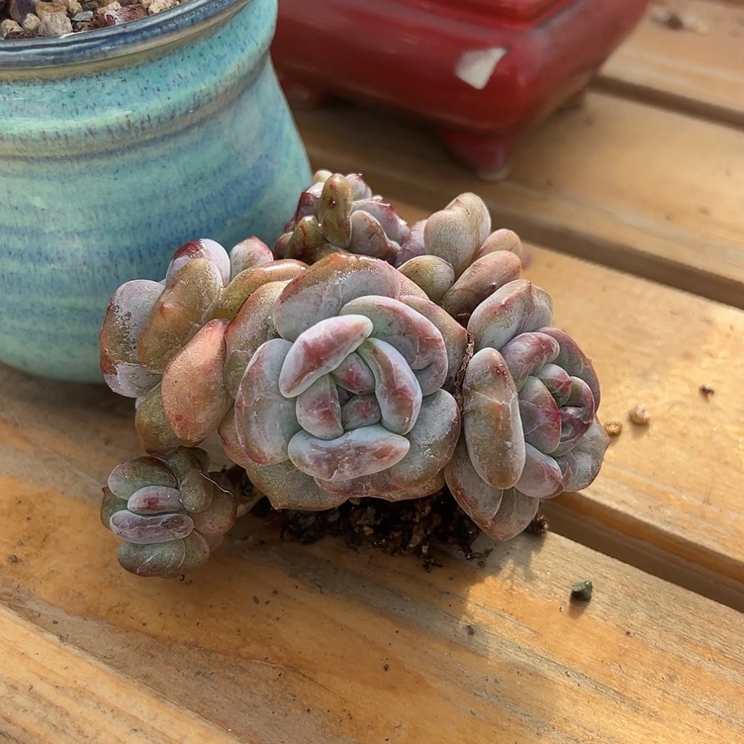 温***月岁月石榴籽星影石化锦