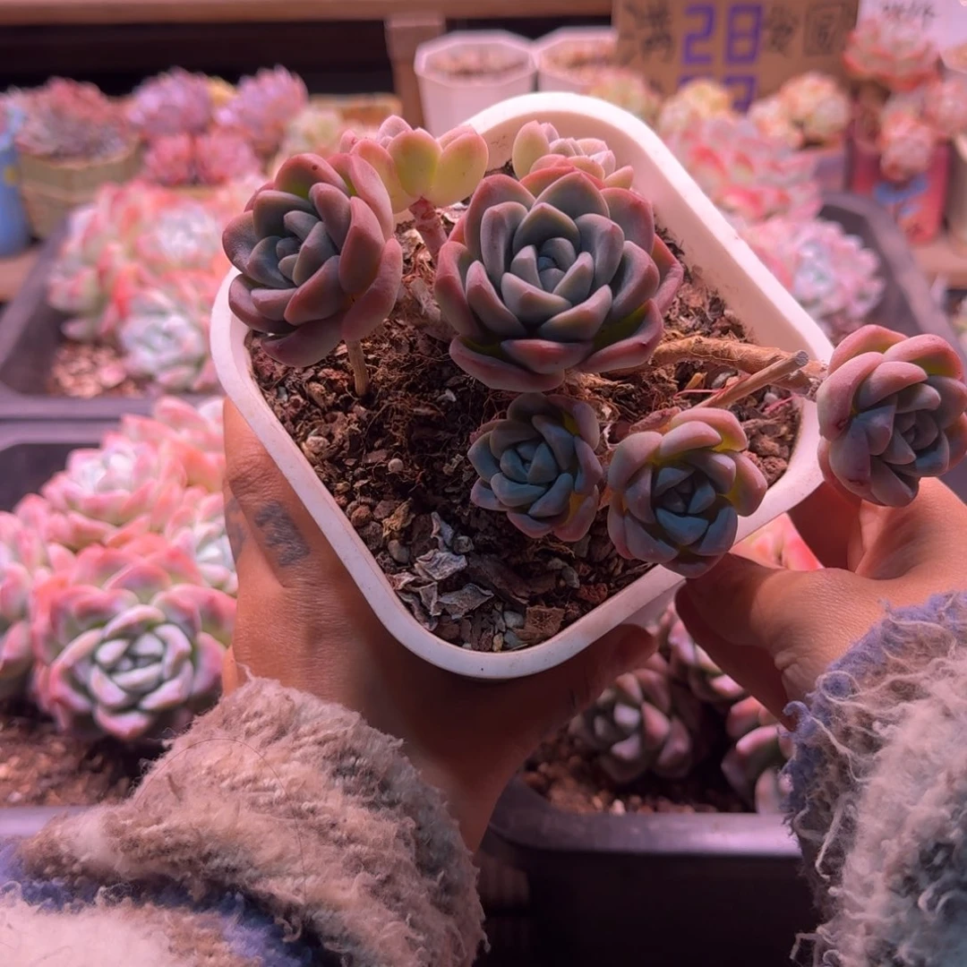 咕***～冰玉群生飘枝45