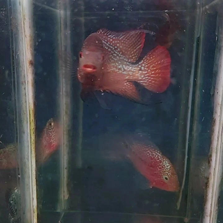 罗汉鱼22222222222222