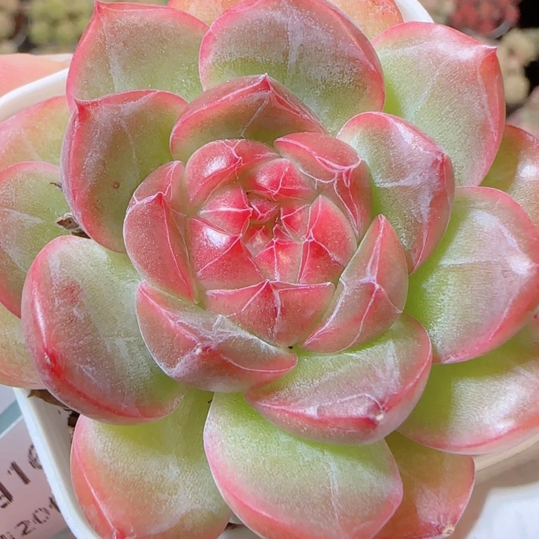 花语逸镜1116-301钻石珍妮