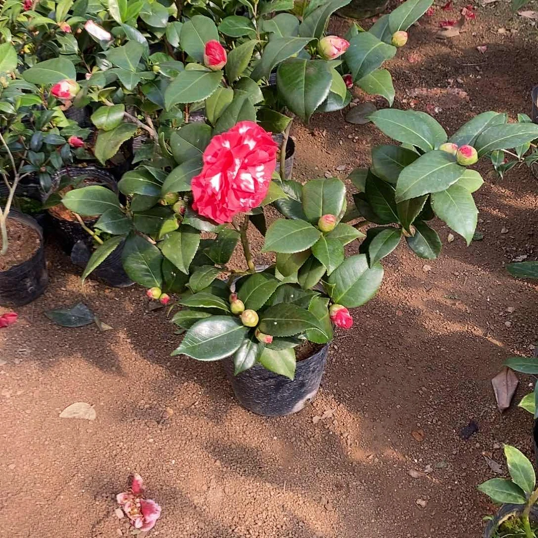 完全开放青叶贝拉茶花