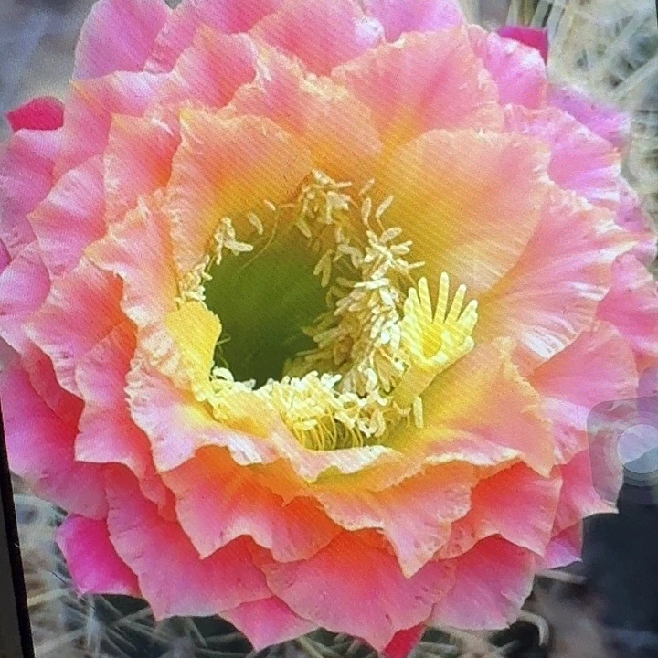 超级大满贯侧芽5公分左右毛花柱（20包邮）