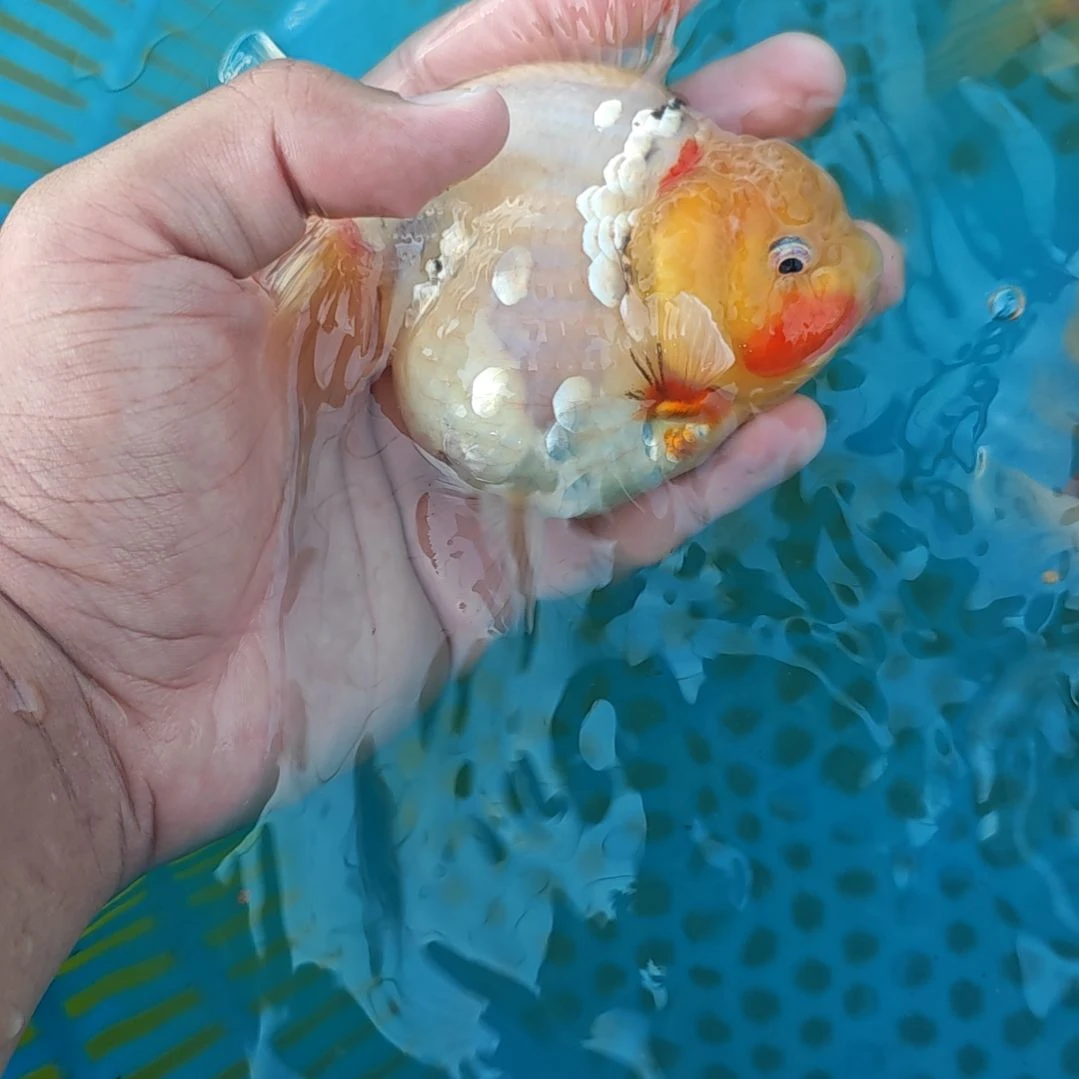 闪鳞樱花泰狮金鱼将军