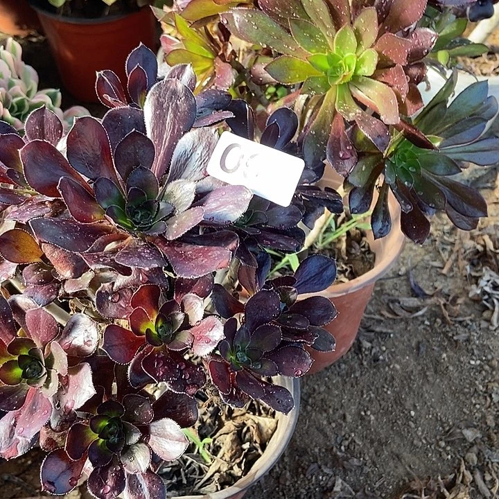 红酒圆叶 黑法师无主头001多肉不包断