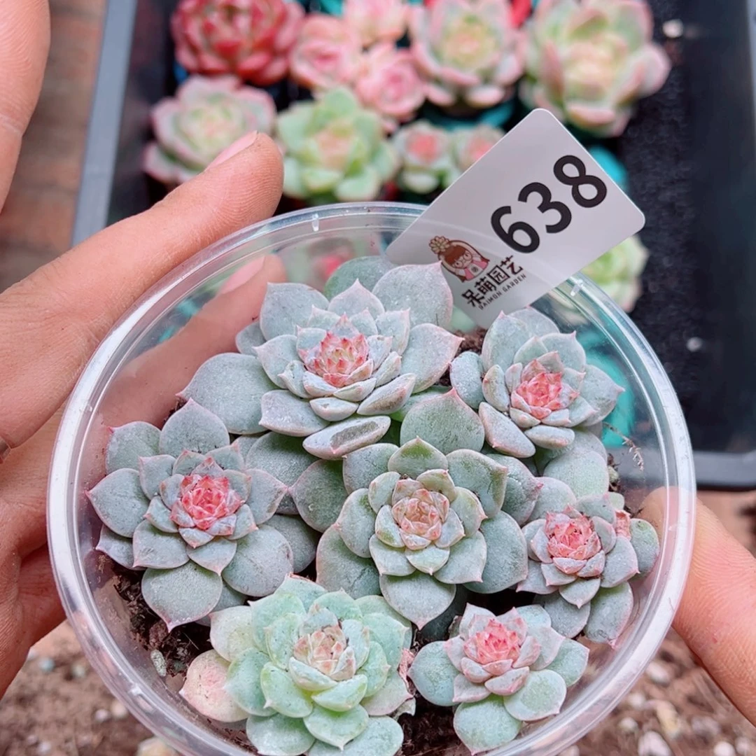 多肉植物多肉植物