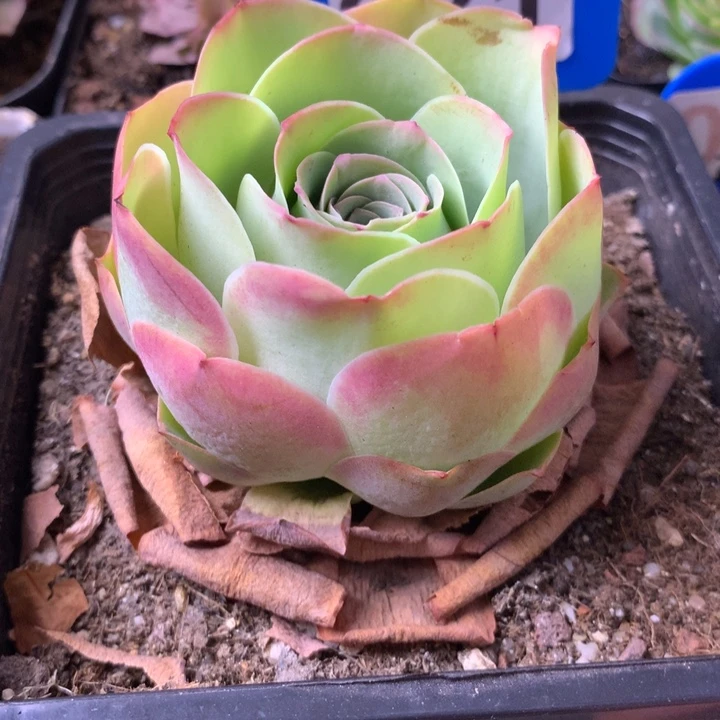 一物一拍爱晚晴003