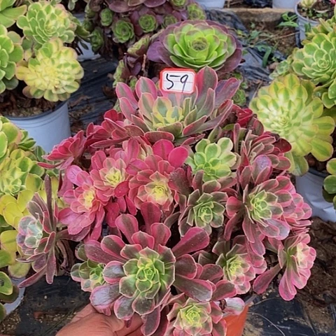 凤冠老桩捧花法师59号
