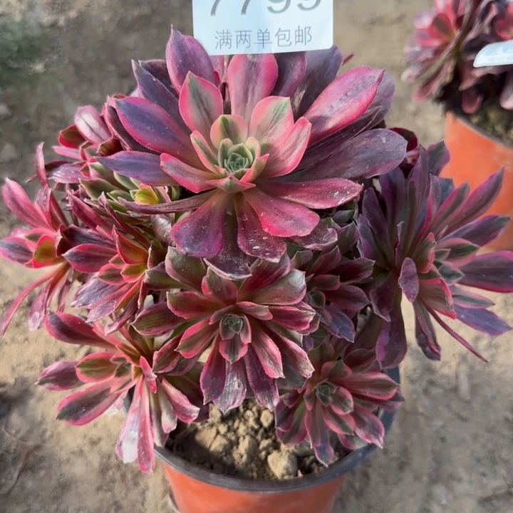 7799白婚莎多肉植物