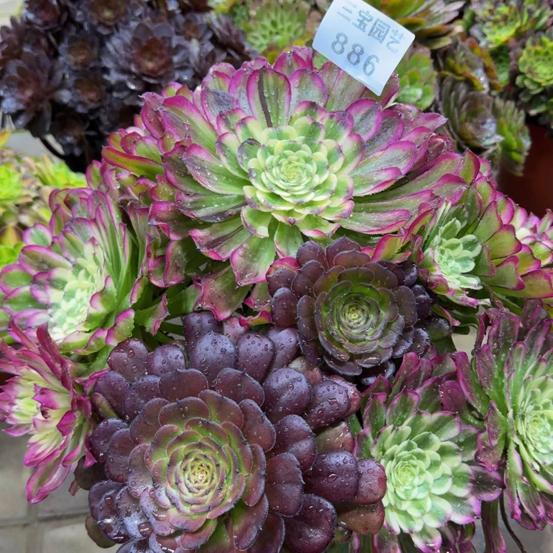 枫*多肉植物886水墨年华