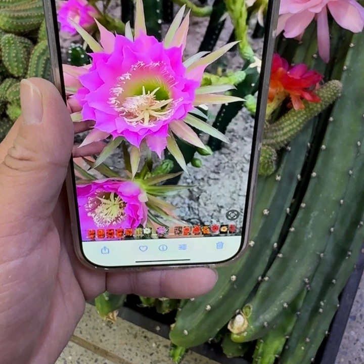 红花秀普无根侧牙25公分左右，20包邮