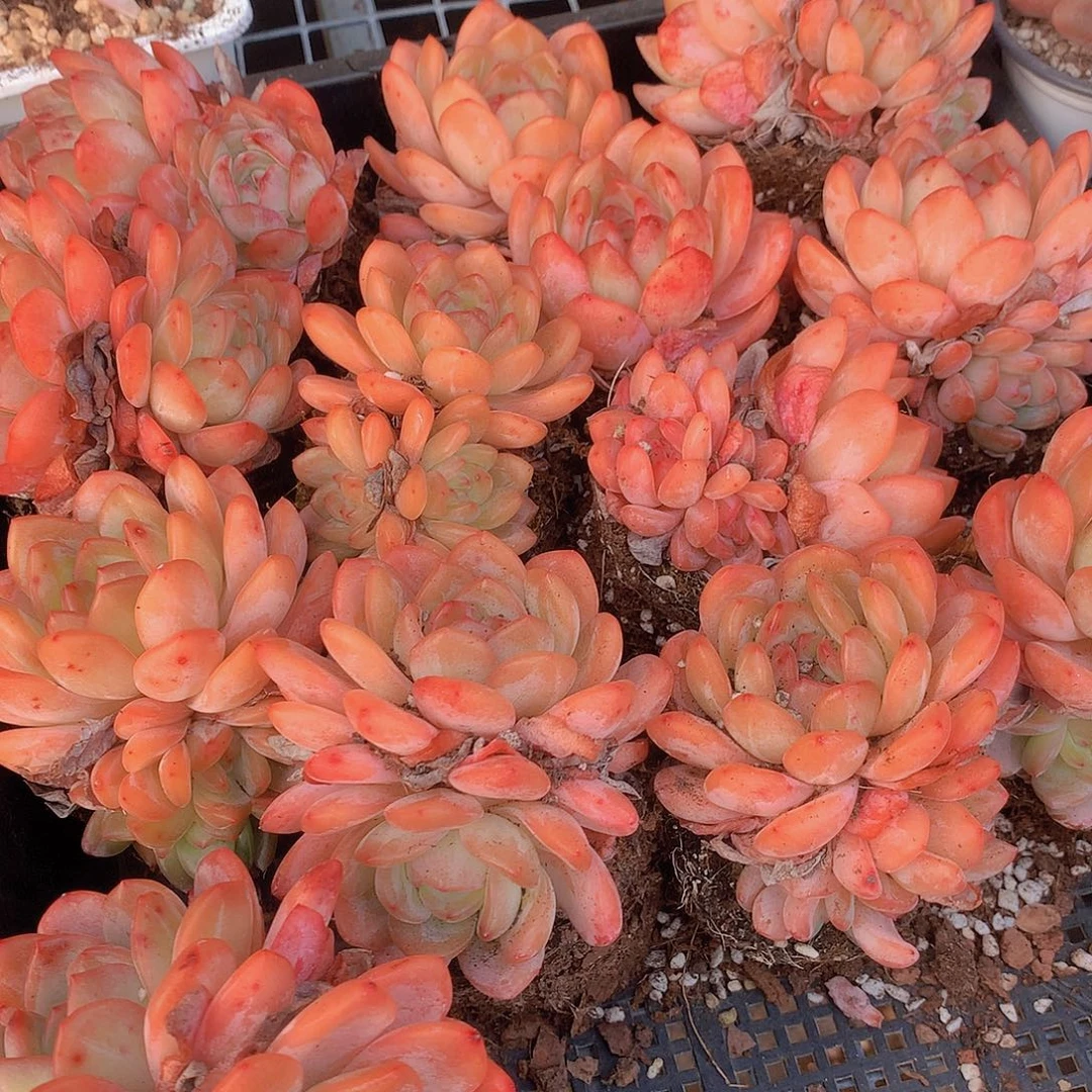 两颗全明星345677889999990