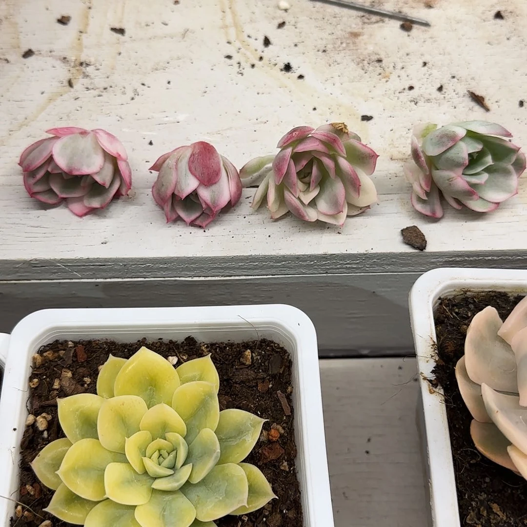 韩水晶锦多肉植物