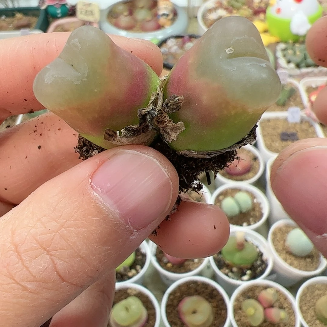 【闪购商品】52 毛毛双头