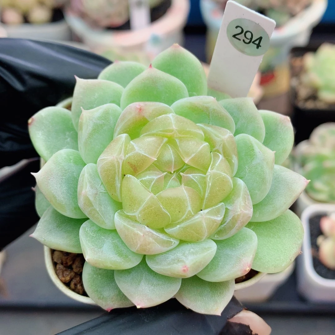 泼富58包邮  群生不包整294