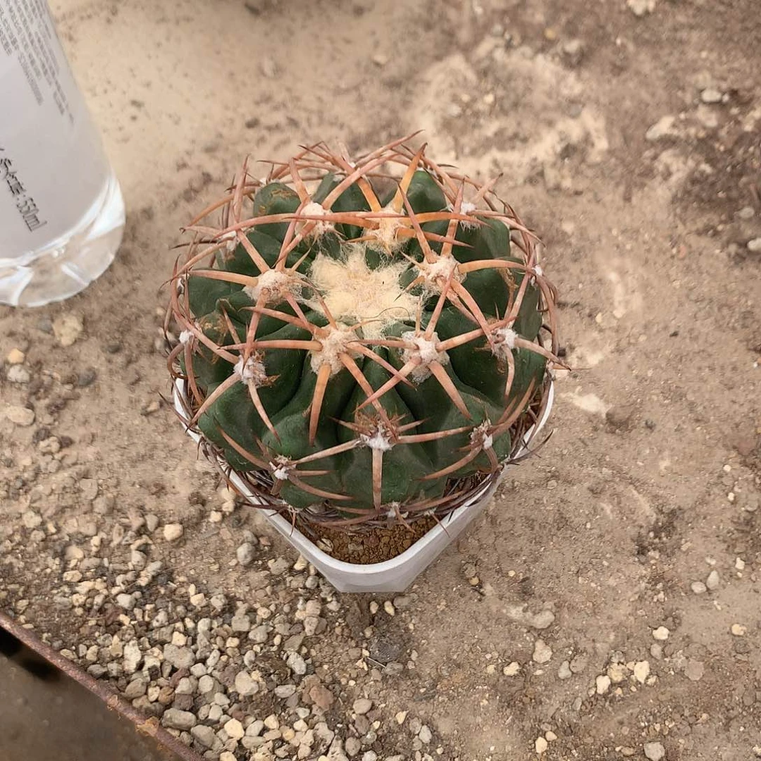 完全开放?***～仙人球实生圆盘