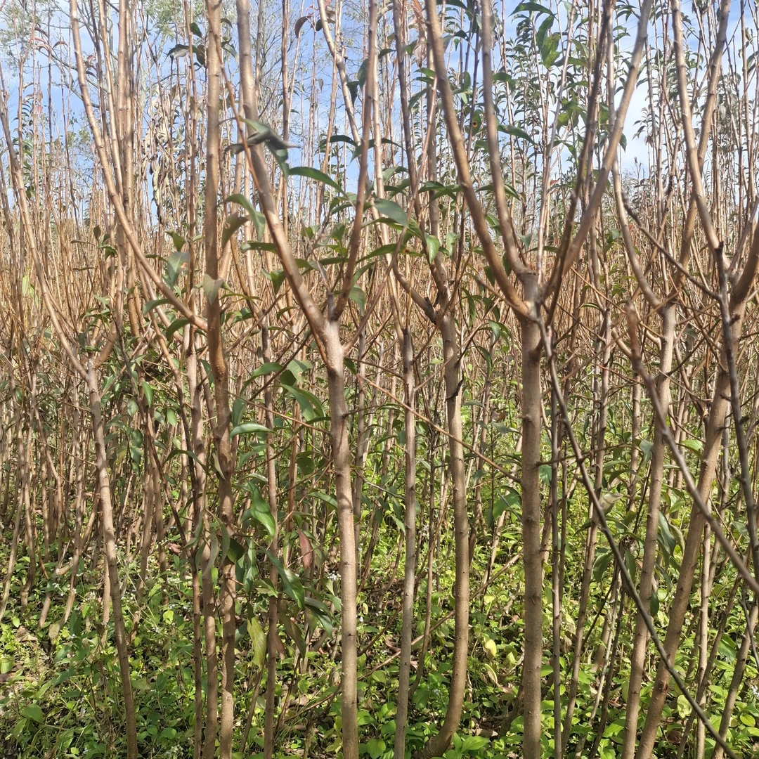 贵州 龙李苗 正宗六马蜂糖李 新品种 龙李 龙李苗  现挖现发包邮