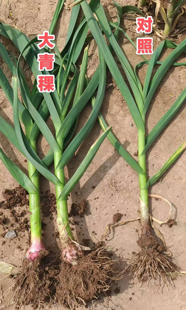 梅姐农资大蒜底肥方案