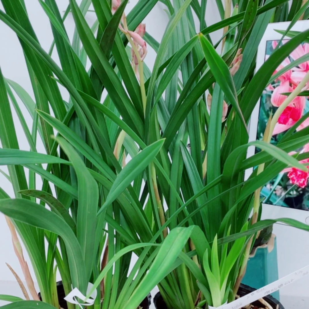 【闪购商品】无花朵上**水