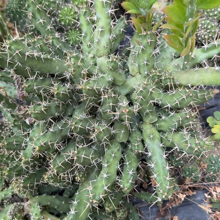 美花角仙人球群生242