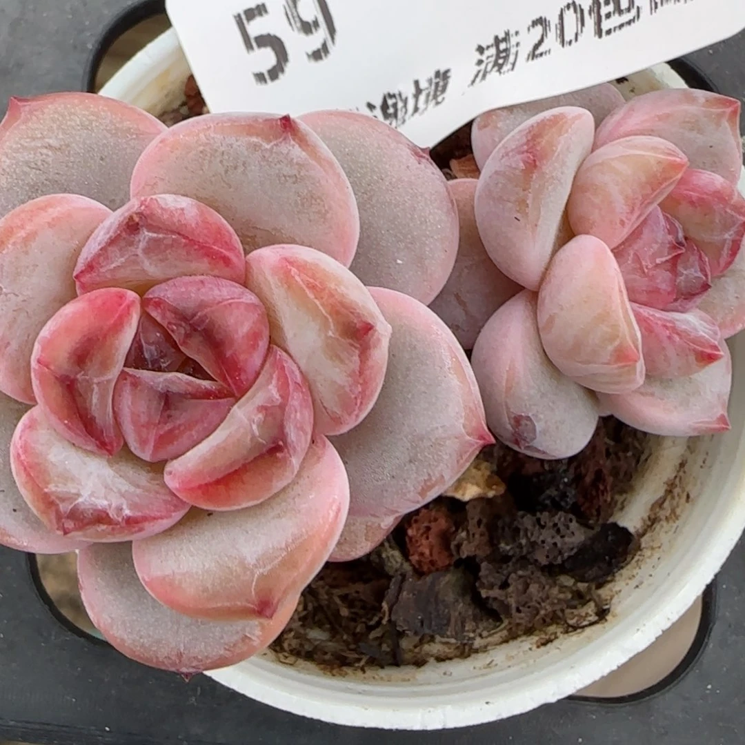 花语逸境0204-59