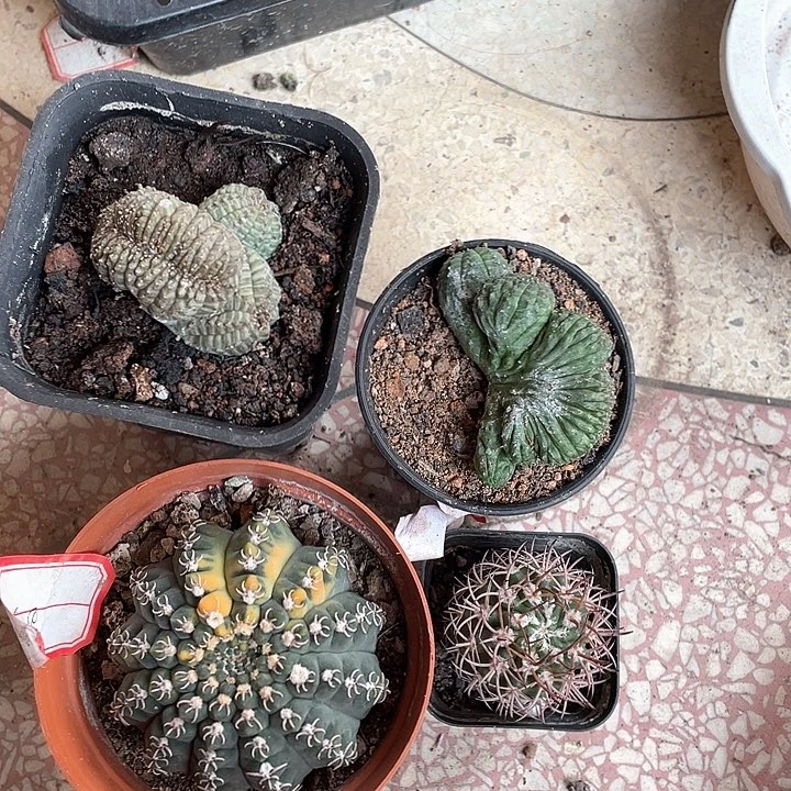 宝多多个个仙人球的球花