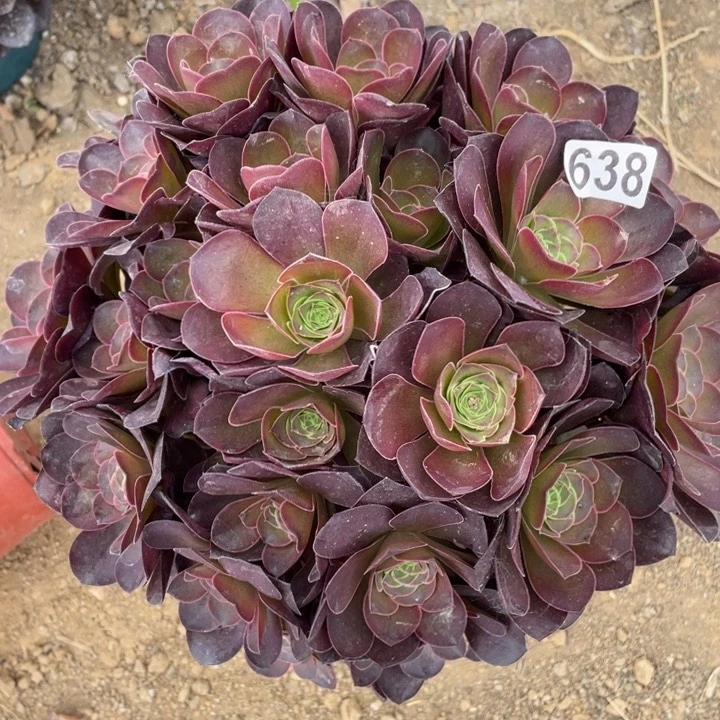 638多肉植物魅金玫瑰