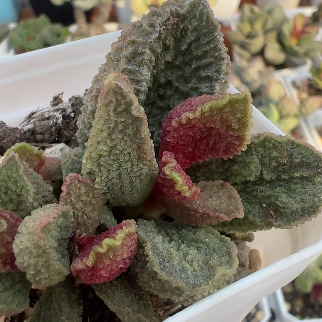 实生新品大苗多肉植物