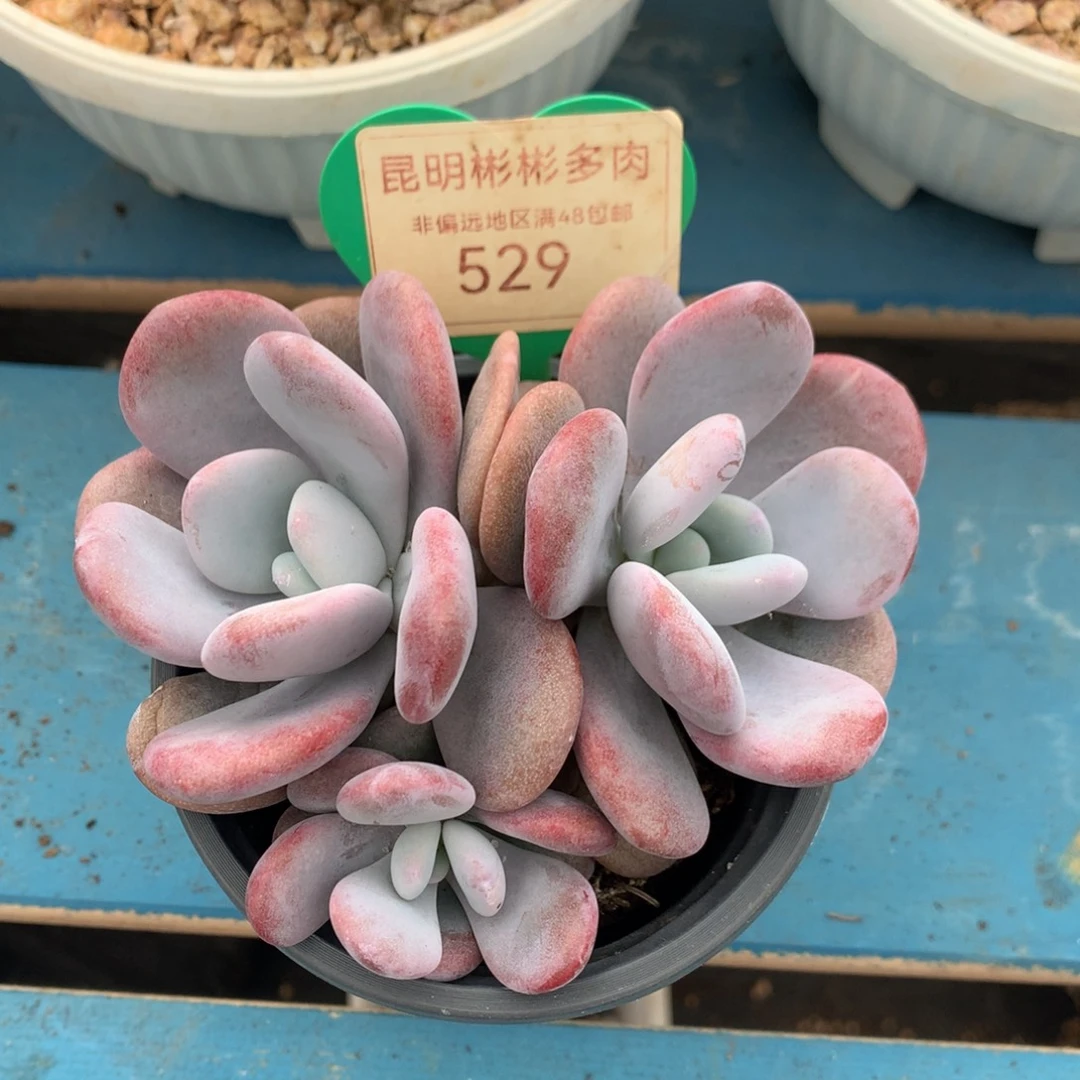 拉拉奶无砍平头529
