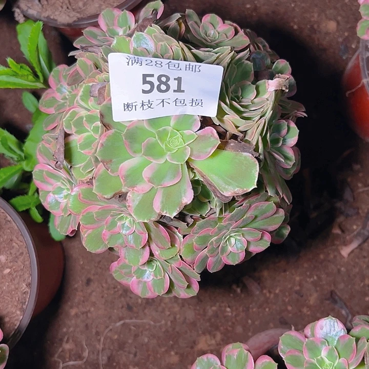 ❀***.581安娜多肉植物保护