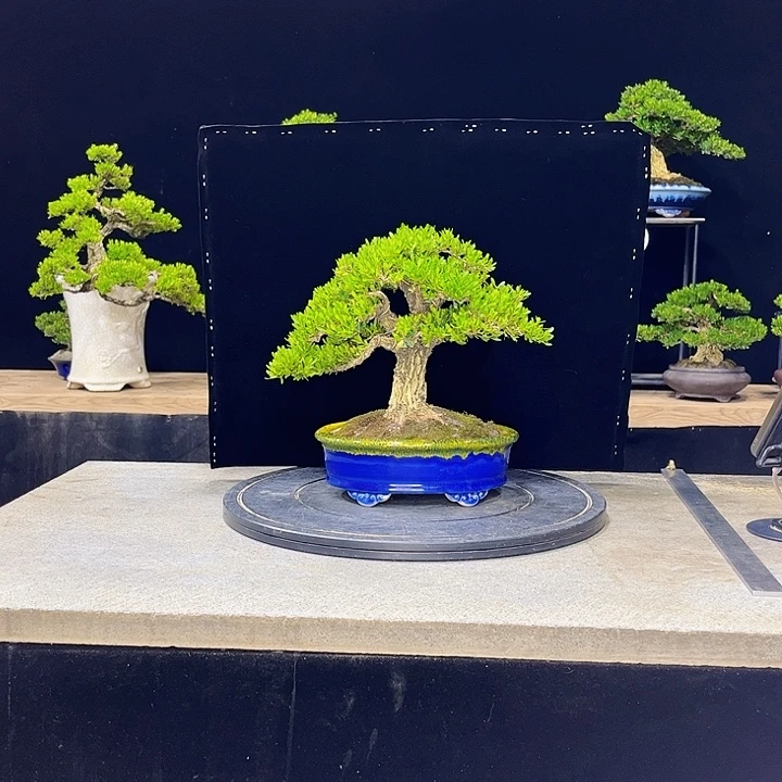 无花朵黄杨盆景四季常绿不落叶