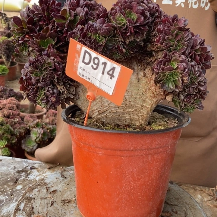 我***九D914欧紫欧紫欧紫欧紫欧紫