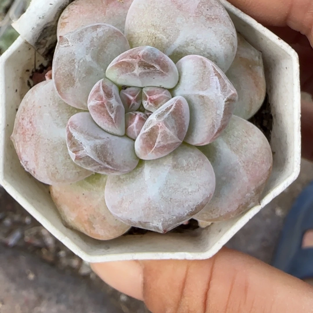小卡拉米糖心一物一拍