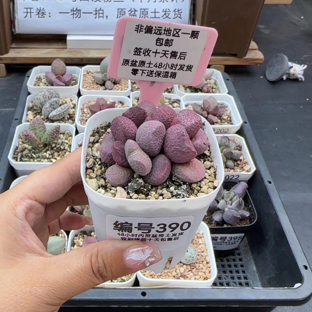 娴*390夏娃多肉植物
