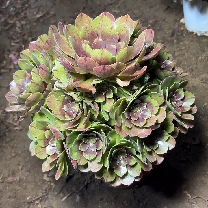 多肉植物万拉丝18