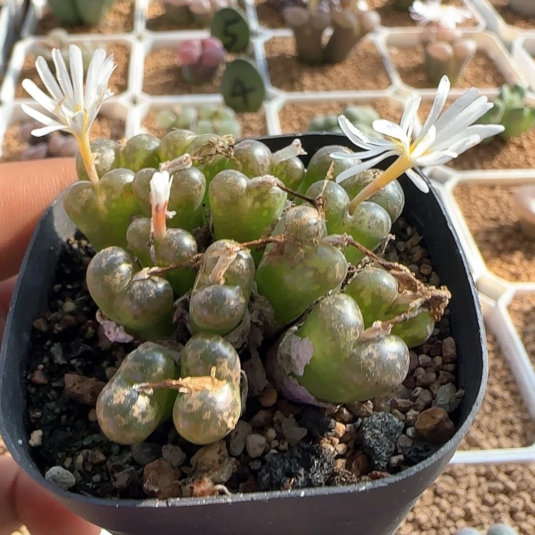 绿纽扣勋章。  53676