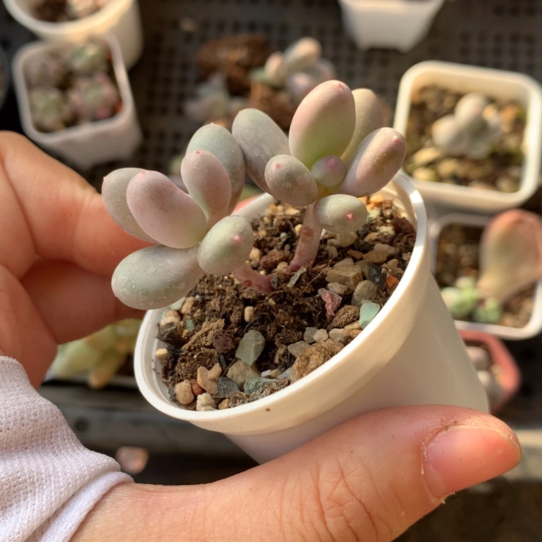 韩国彩虹奶酪哈哈哈哈