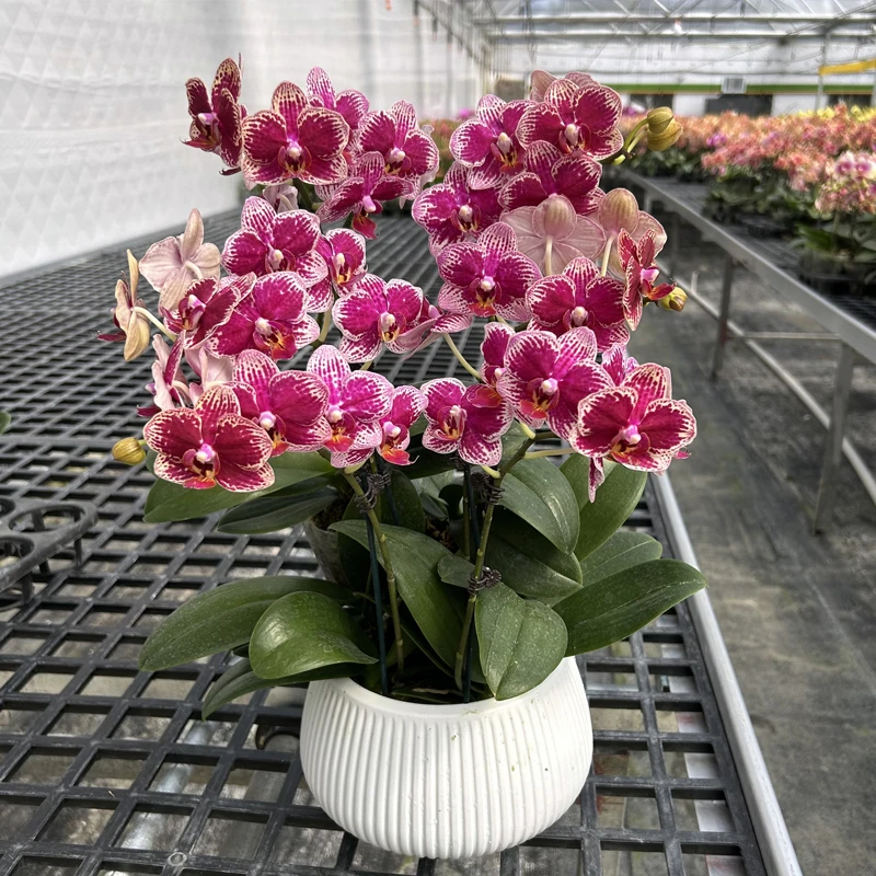 【送花盆】奢华款蝴蝶兰可乐带花高端绿植花卉