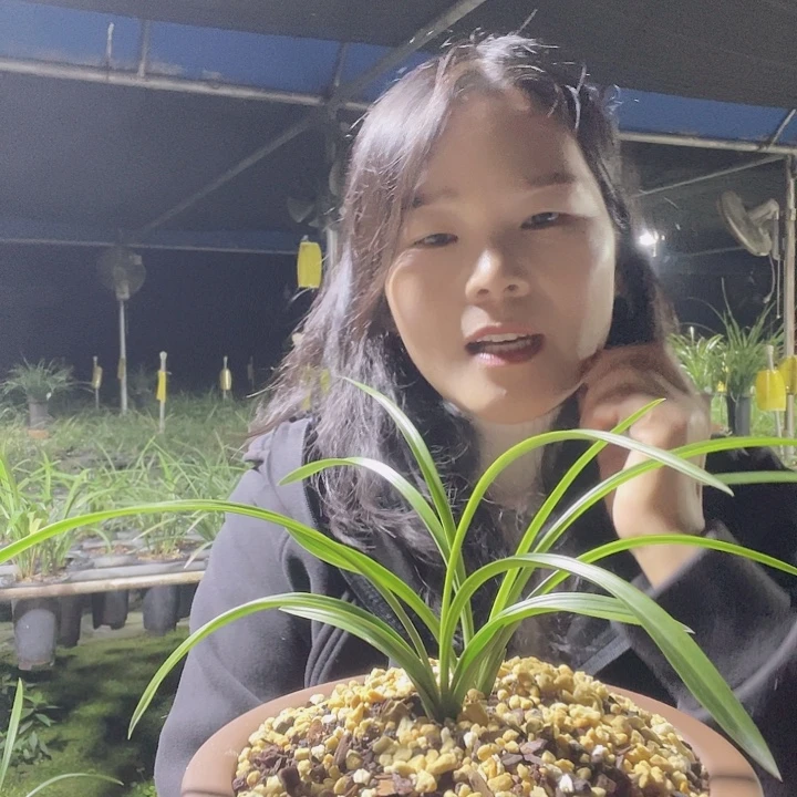 当前无花栽培后可以开花大富贵