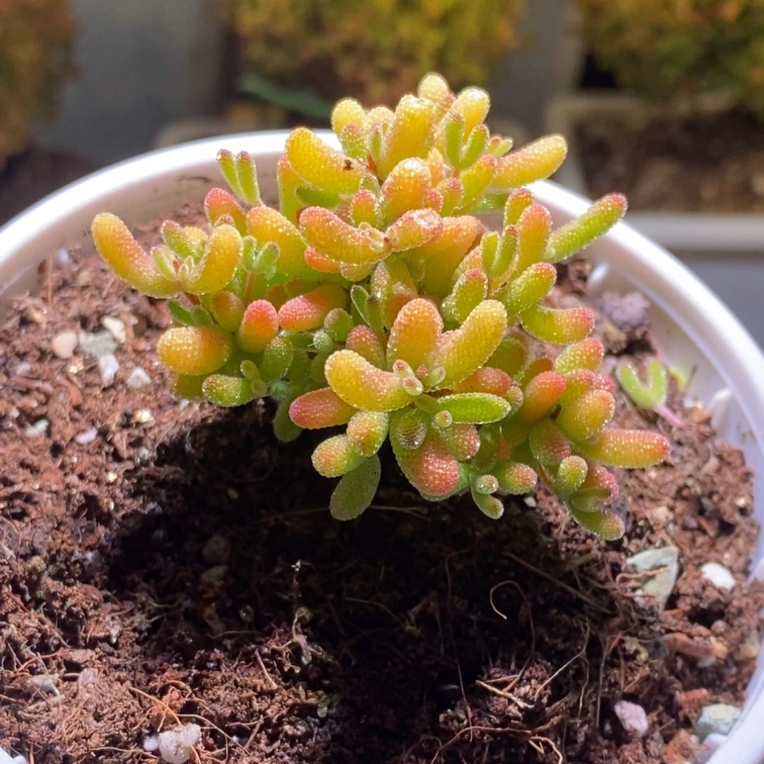 快**我冰糖枝干番杏D325