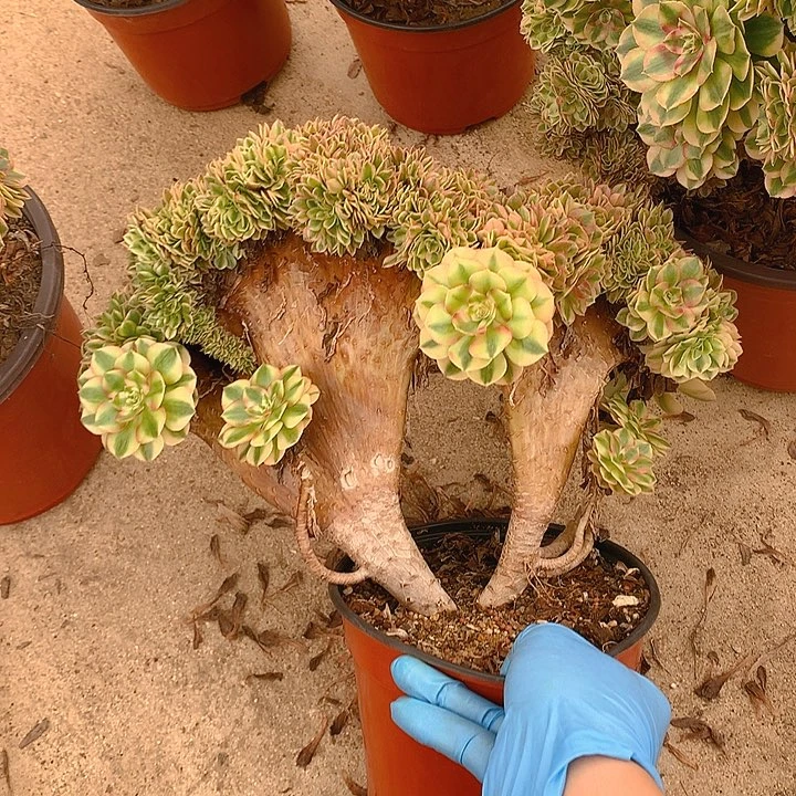 微瑕万白朵朵脱土发货啊