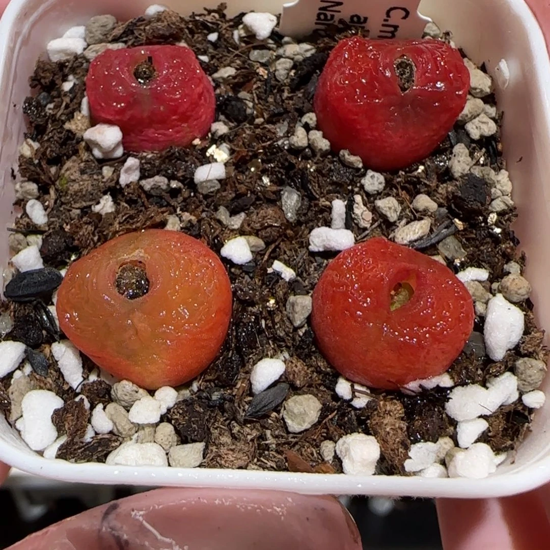 肉锥多肉植物百科-水蜜桃一盆1744