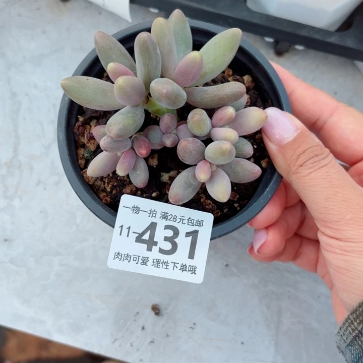 糖果美人无盆土发货无