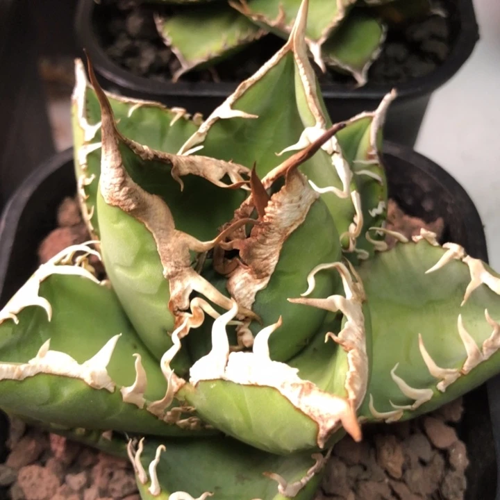 立可白仁王冠龙舌兰