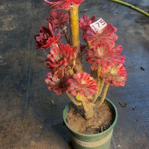 法师嫁接的时候就会有175