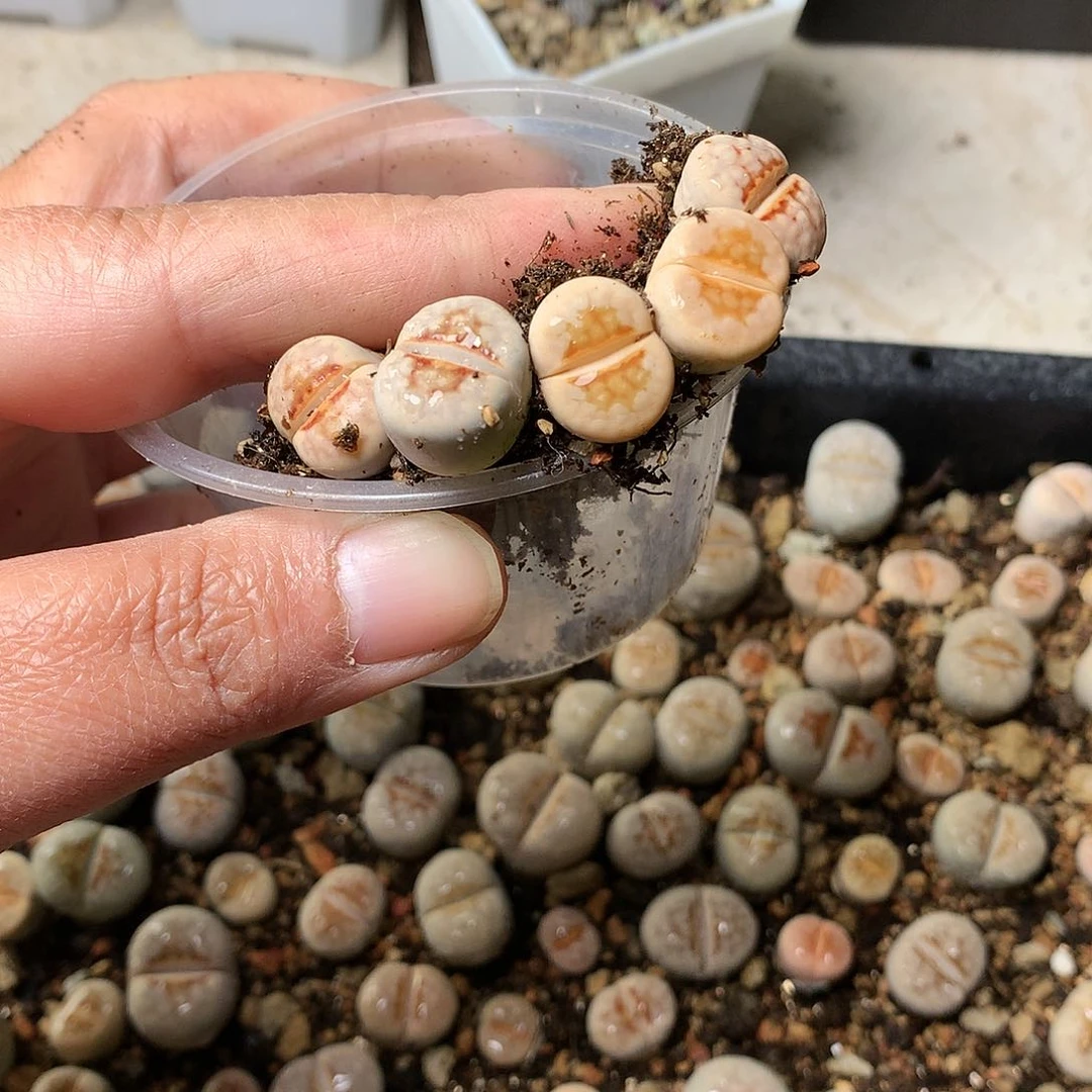 勇**心W260多肉植物保护