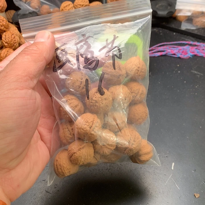 桃核吊坠画*节野生精品小核桃散籽