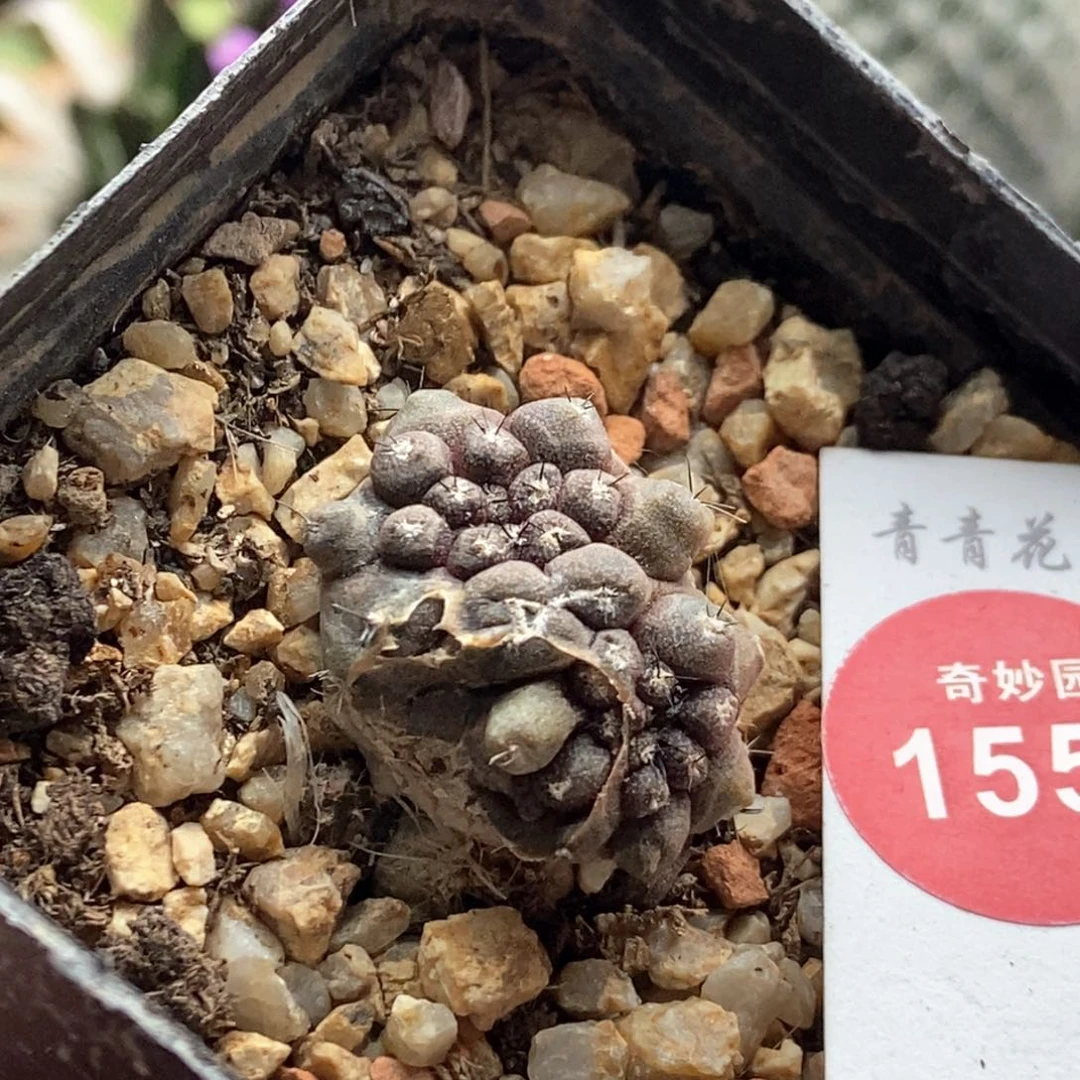 实生有刺尤仙人畸形群一颗